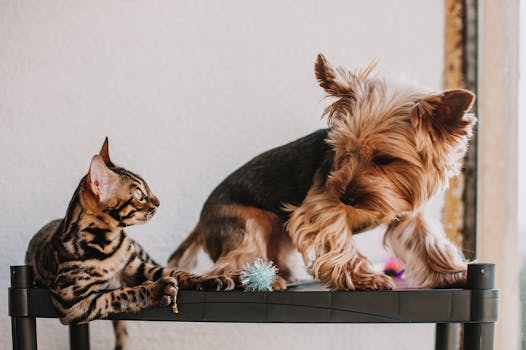 Ultimate Pet Travel Guide: Tips for Vacationing with Dogs and Cats